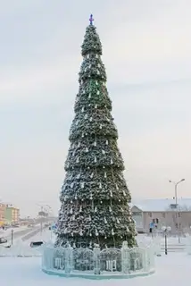 Сосна сегментная 21 м Сибирская
