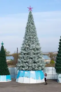 Ель ствольная 3 м "Альпийская" изумрудная