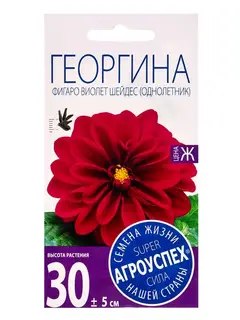 Семена цветов Георгина Фигаро Виолет Шейдес, однолетник, 7 шт