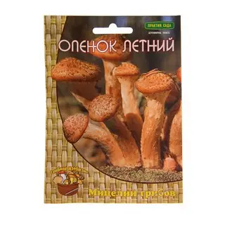 Мицелий на древесном носителе Опёнок летний, 12 шт