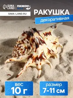 Ракушка декоративная, 7-11 см