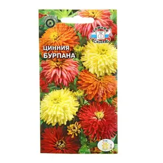Семена цветов Цинния Бурпана хризантемовидная, смесь цветов 0,5 г