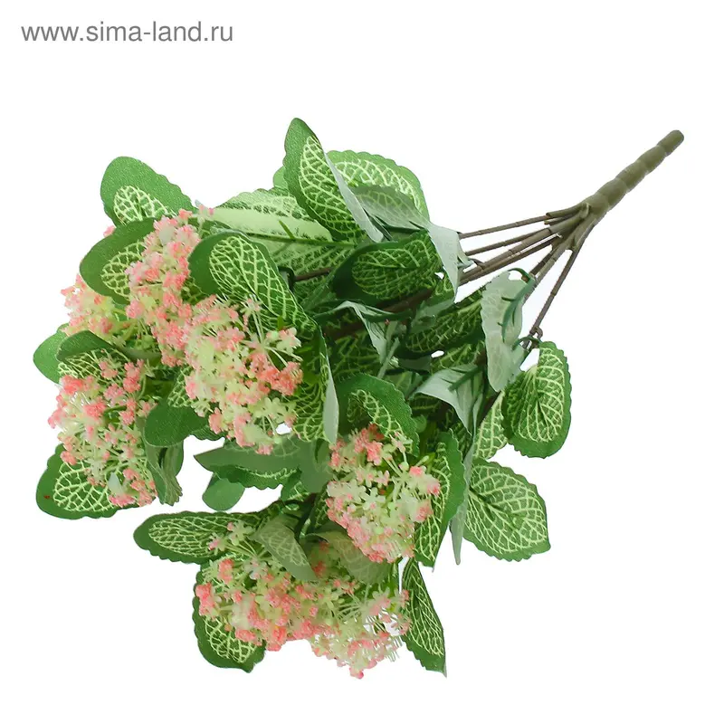 Букет "Фиттония с цветками" 35 см, микс