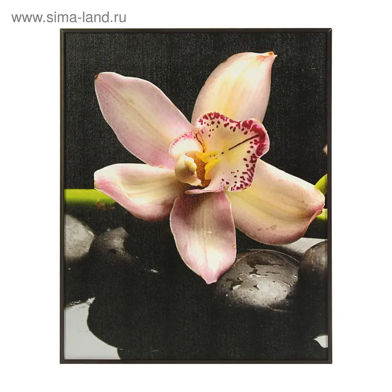 Картина "Орхидея розовая", 40х50 см