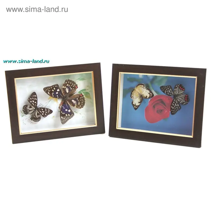картина 15*20 см бабочка небо