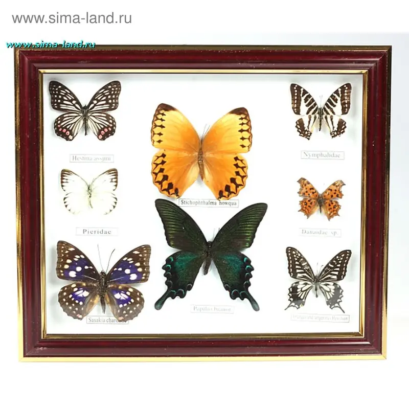 картина 34*30 см восемь бабочек