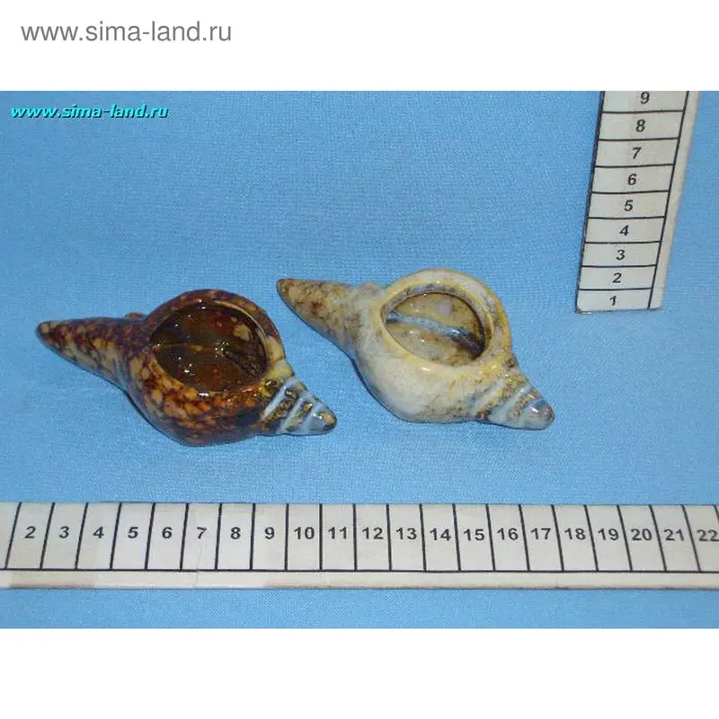 пепельница керамика 5А062 ракушка 3см (6 шт) (бокс 240 шт)