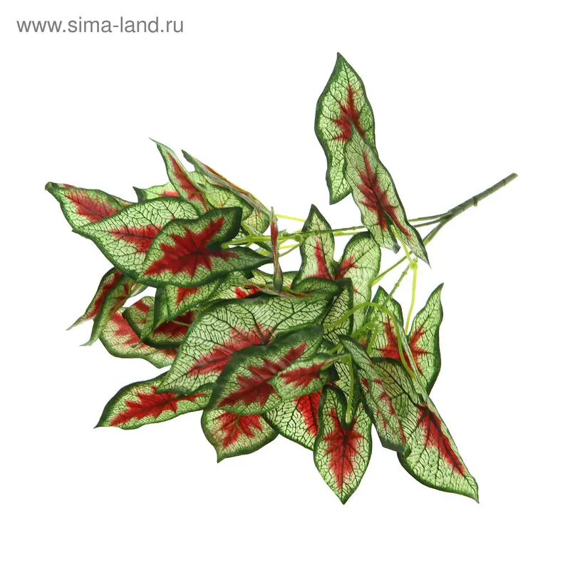 Букет "Каладиум" 33 см