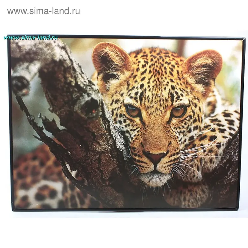 картина постер 43*57 см леопард