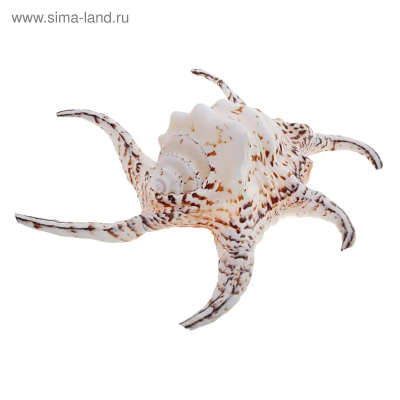 Раковина декоративная