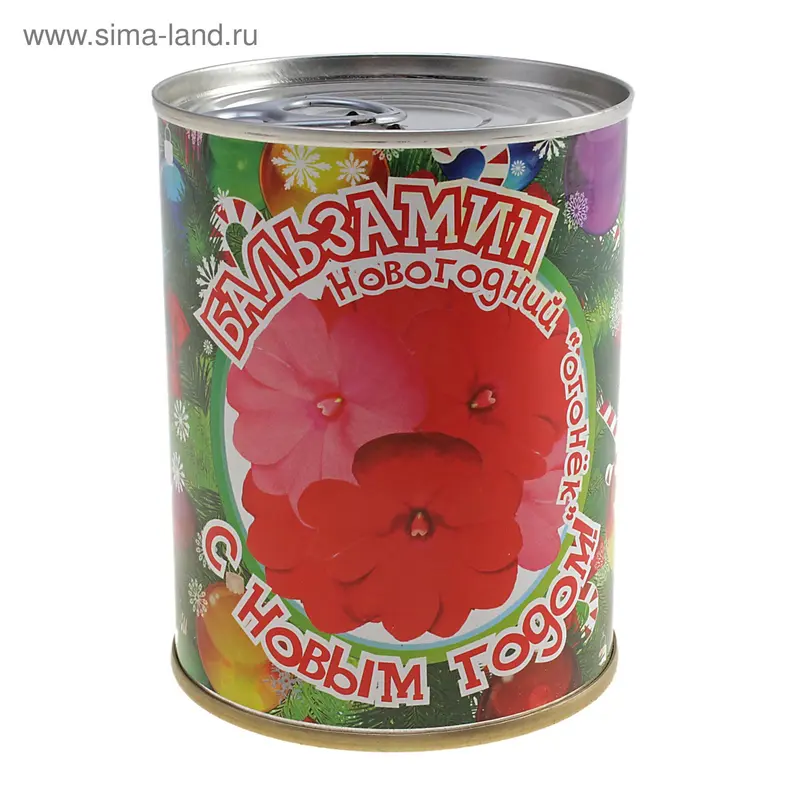 растение в банке бальзамин 411784
