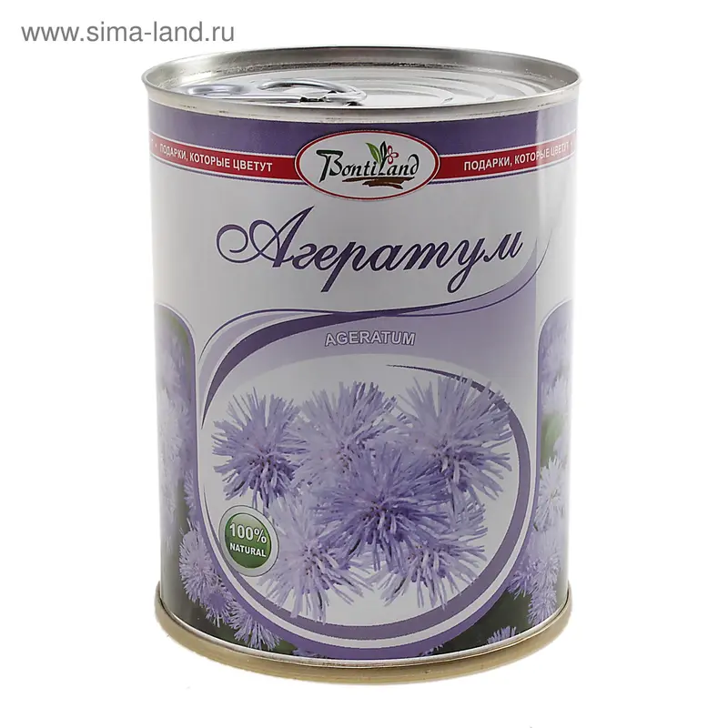 цветок в банке "Агератум" Ageratum 77022