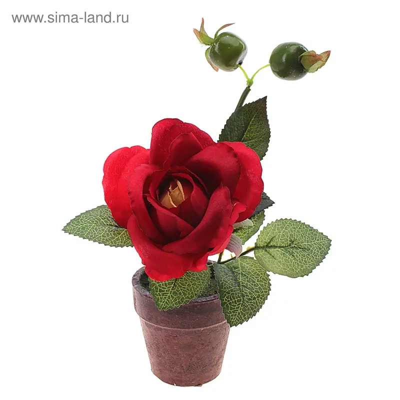 композиция в горшке 14*12 см роза