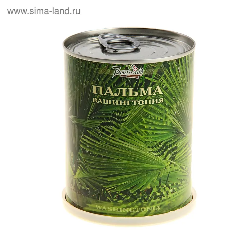 Растение в банке "Пальма Вашингтония" 411180