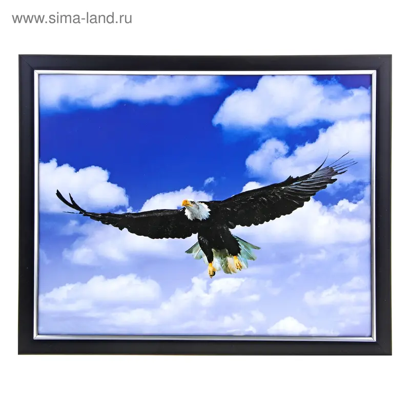 Картина Орёл 315 40х50 см