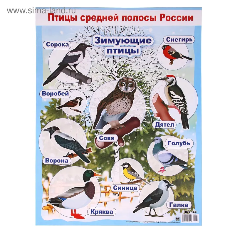 Плакат развивающий "Зимующие птицы"