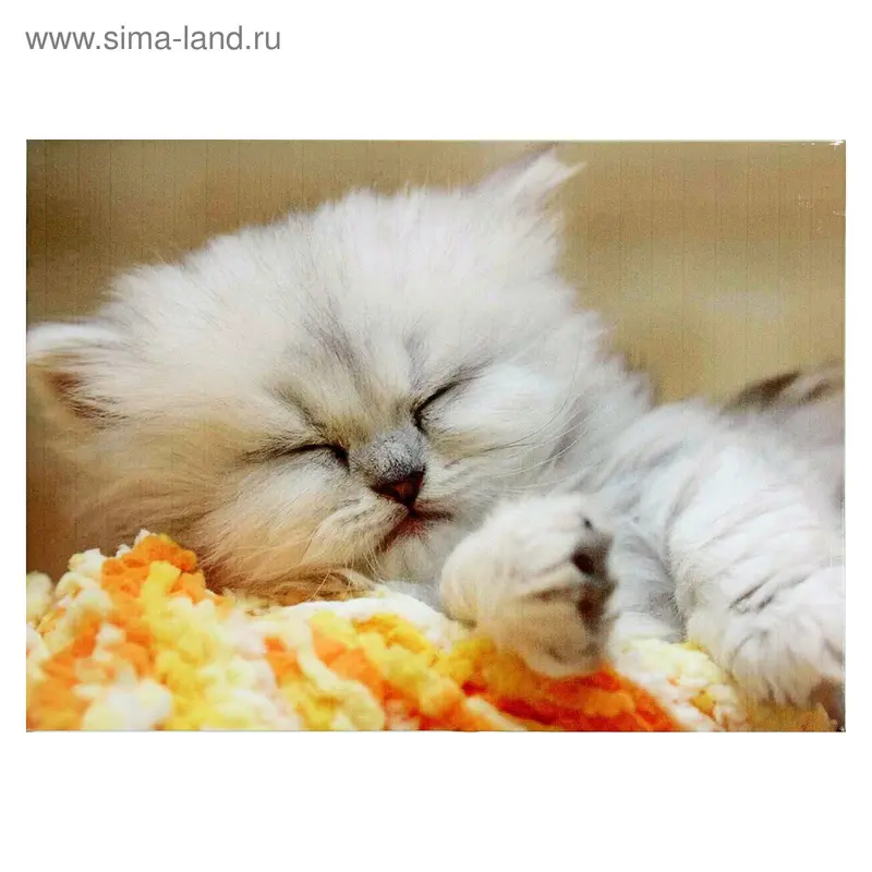 Картина-холст на подрамнике "Котик спит" 35х50см
