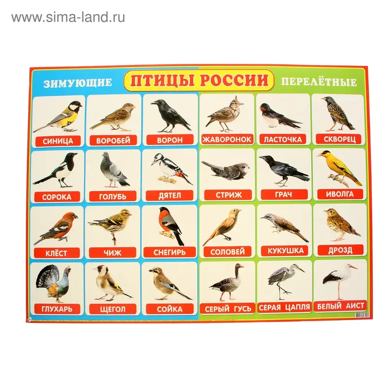 Плакат "Птицы России" А2
