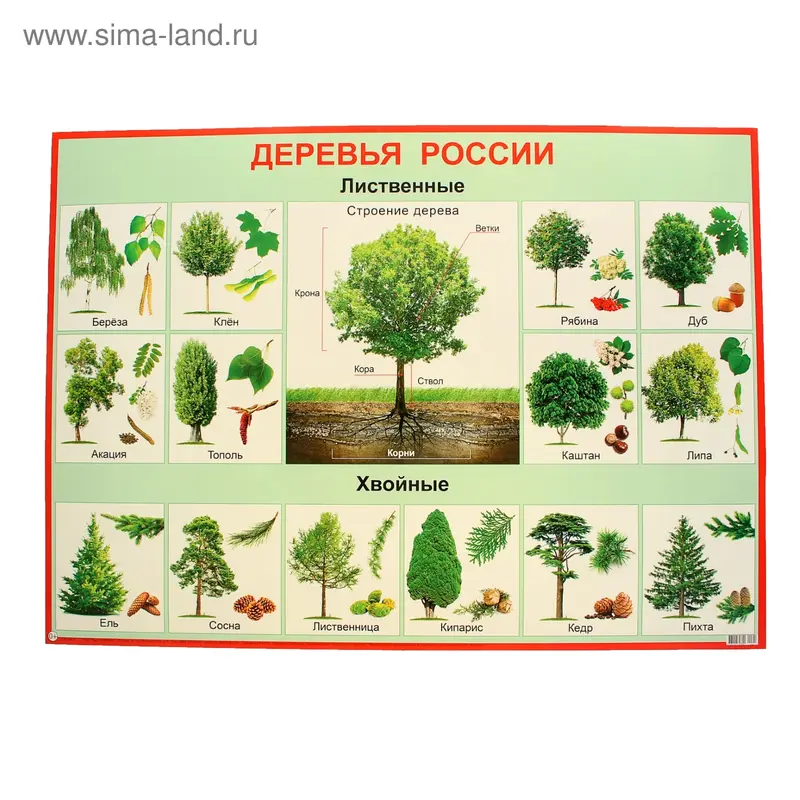 Плакат "Деревья России" А2