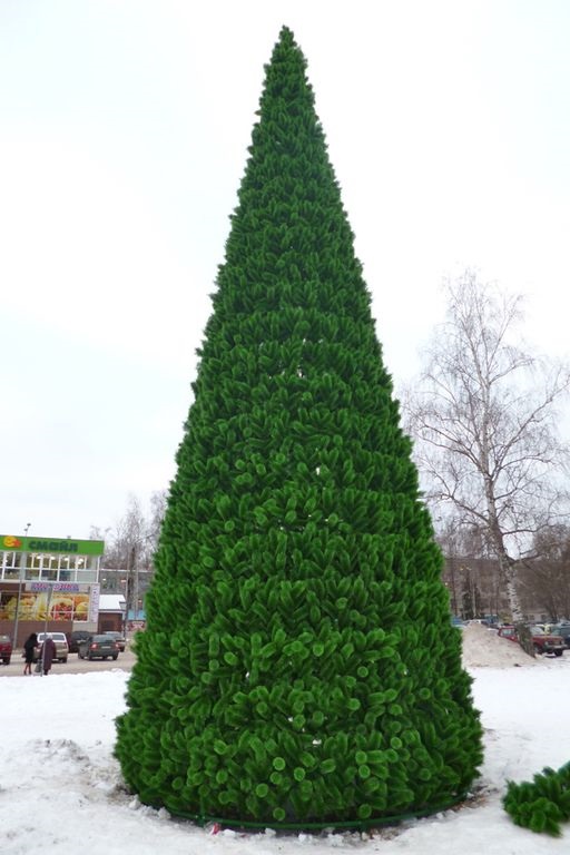 Сосна каркасная 16 м "Уральская"
