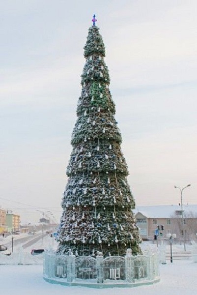 Сосна сегментная 18,5 м Сибирская